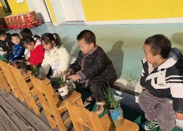 小小“葱”趣家，快乐探究忙